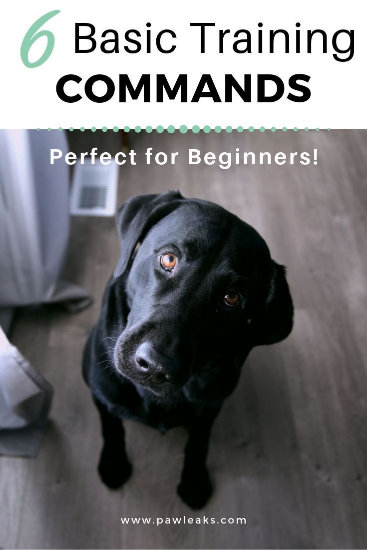 6 Basic Dog Training Obedience Commands | PawLeaks - 6 Basic Dog Training Obedience Commands | PawLeaks -   17 diy Dog training ideas