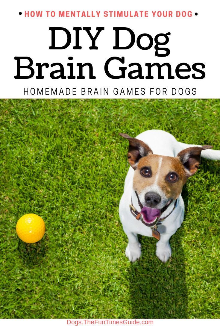 Homemade Brain Games For Dogs (If You Don't Use It, You Lose It!) - Homemade Brain Games For Dogs (If You Don't Use It, You Lose It!) -   17 diy Dog training ideas