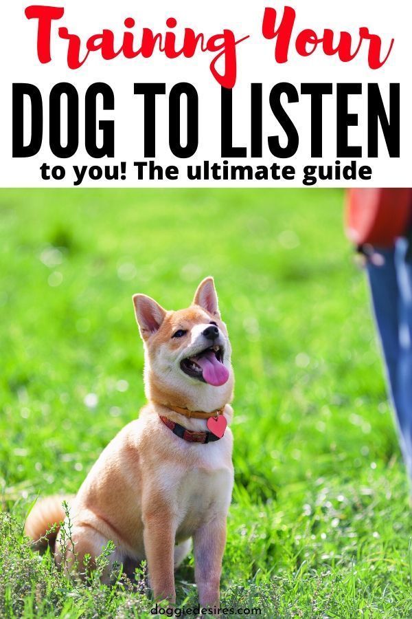 Training Your Dog to Listen to You - Doggie Desires - Training Your Dog to Listen to You - Doggie Desires -   17 diy Dog training ideas
