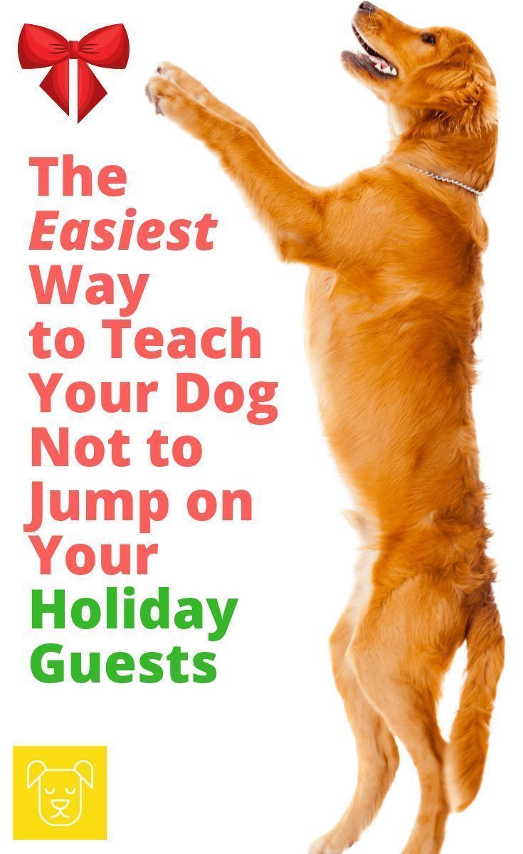 The Easiest Way to Teach Your Dog not to Jump on People - The Easiest Way to Teach Your Dog not to Jump on People -   17 diy Dog training ideas