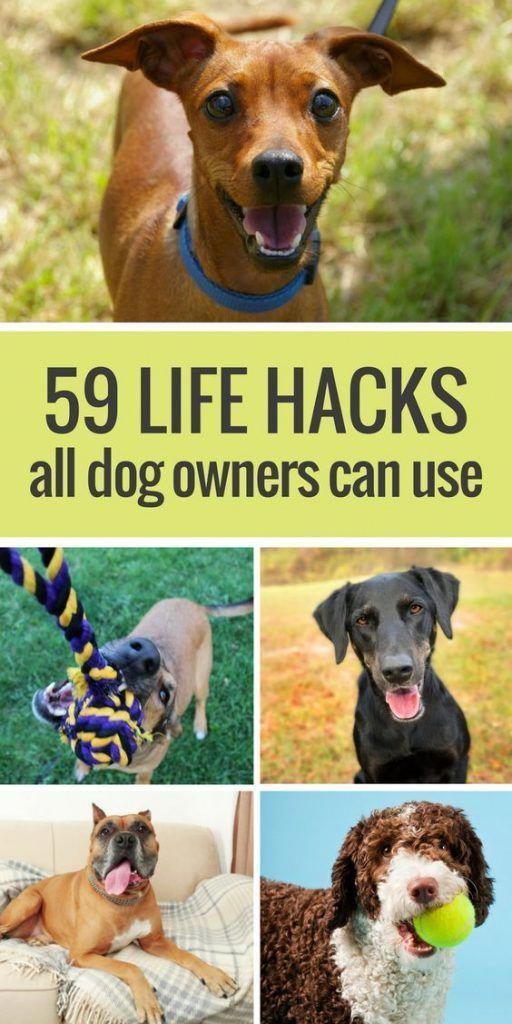 59 Simple Life Hacks for Dog Owners - Puppy Leaks - 59 Simple Life Hacks for Dog Owners - Puppy Leaks -   17 diy Dog training ideas