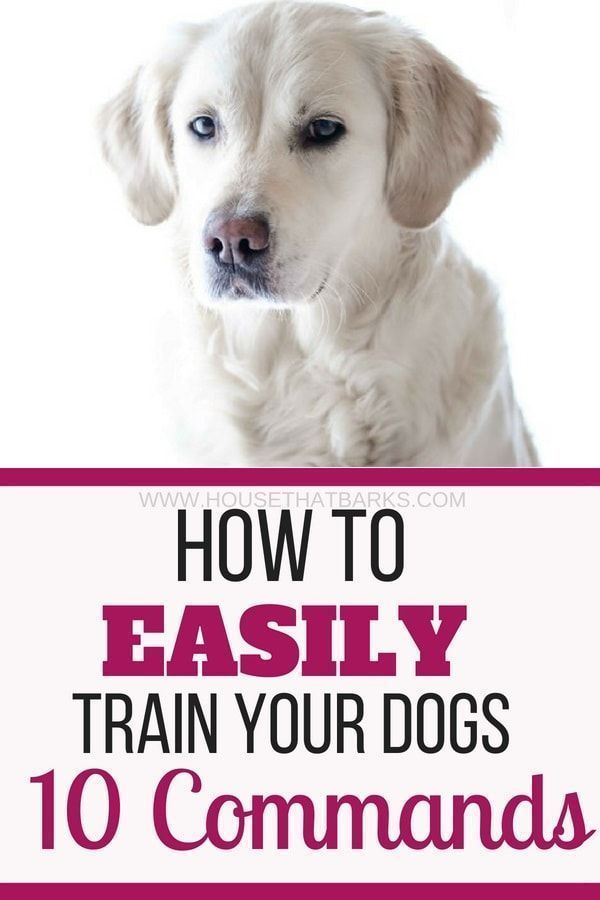 17 diy Dog training ideas