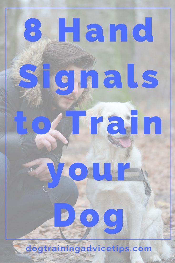 8 Hand Signals to Train your Dog - Dog Training Advice Tips - 8 Hand Signals to Train your Dog - Dog Training Advice Tips -   17 diy Dog training ideas