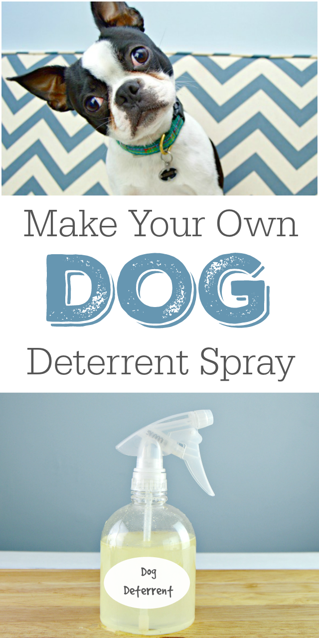 DIY Dog Deterrent Spray - Helps Stop Indoor Accidents and Chewing - Mom 4 Real - DIY Dog Deterrent Spray - Helps Stop Indoor Accidents and Chewing - Mom 4 Real -   17 diy Dog training ideas