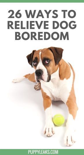 26 Quick & Simple Ways To Relieve Dog Boredom - Puppy Leaks - 26 Quick & Simple Ways To Relieve Dog Boredom - Puppy Leaks -   17 diy Dog training ideas