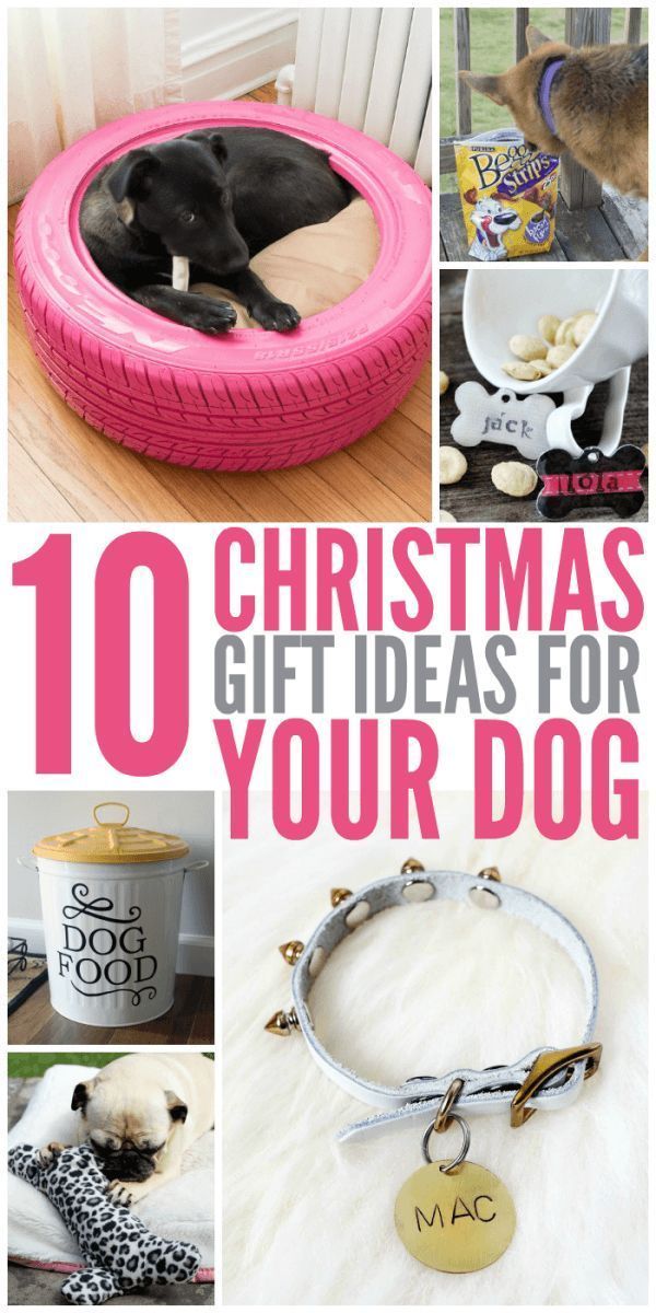 18 diy Dog christmas ideas