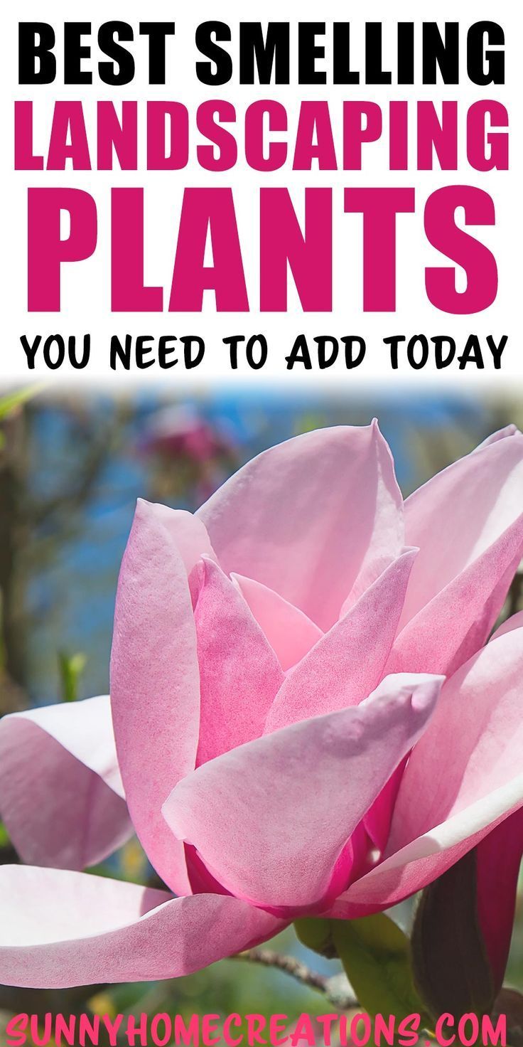 Best Smelling Outdoor Landscaping Plants for your Backyard - Best Smelling Outdoor Landscaping Plants for your Backyard -   beauty Flowers landscapes
