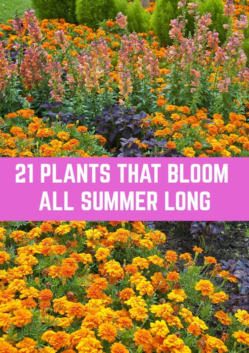21 Plants That Bloom All Summer Long - 21 Plants That Bloom All Summer Long -   19 beauty Flowers landscapes ideas
