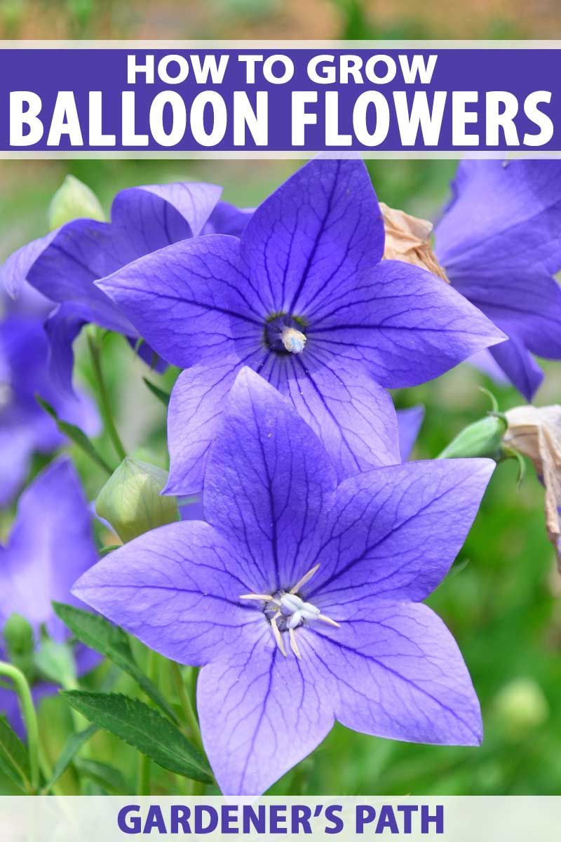 How to Grow and Care for Balloon Flowers | Gardener's Path - How to Grow and Care for Balloon Flowers | Gardener's Path -   19 beauty Flowers landscapes ideas