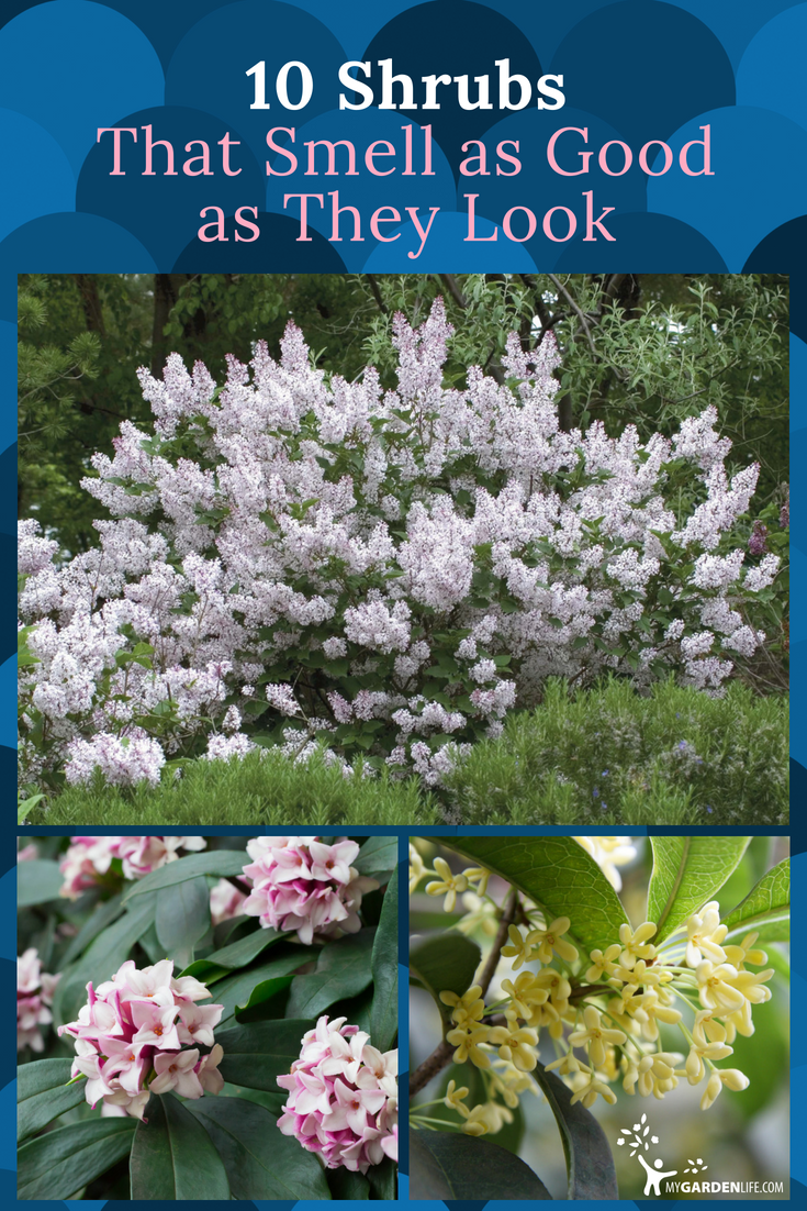 Fragrant Shrubs for Your Yard - Fragrant Shrubs for Your Yard -   19 beauty Flowers landscapes ideas
