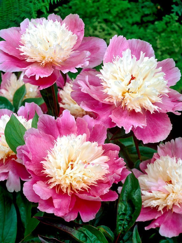 15 Best Choices of Spring Flowers for Your Garden and Home Decor MOOLT - 15 Best Choices of Spring Flowers for Your Garden and Home Decor MOOLT -   19 beauty Flowers landscapes ideas