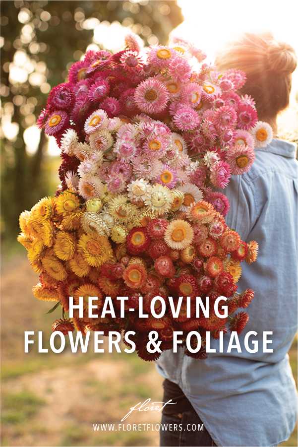 Beautiful flowers for hot climates - Beautiful flowers for hot climates -   19 beauty Flowers landscapes ideas