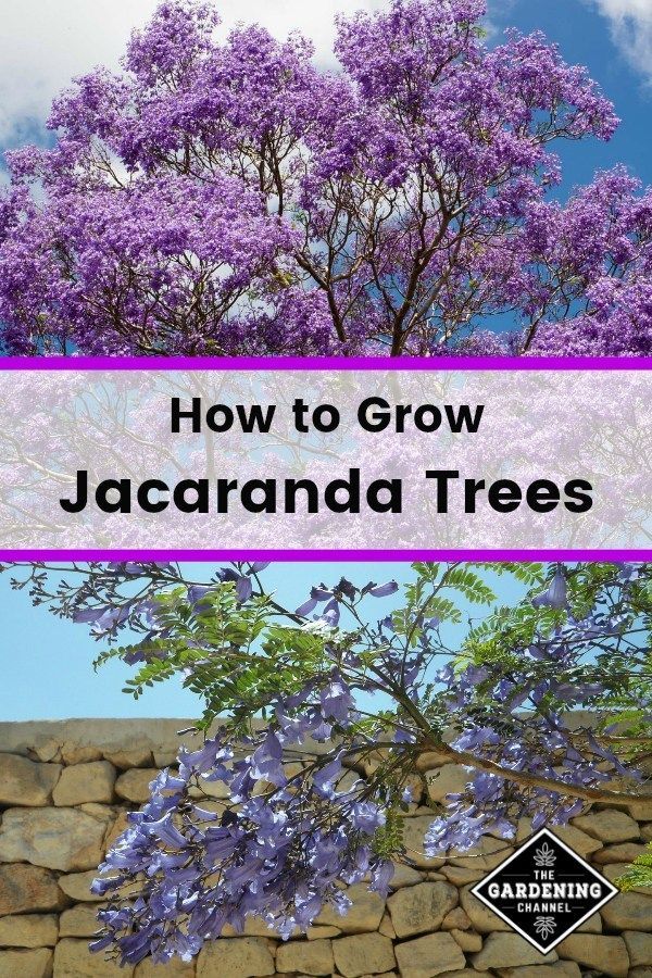 How to Grow the Jacaranda Tree - How to Grow the Jacaranda Tree -   19 beauty Flowers landscapes ideas