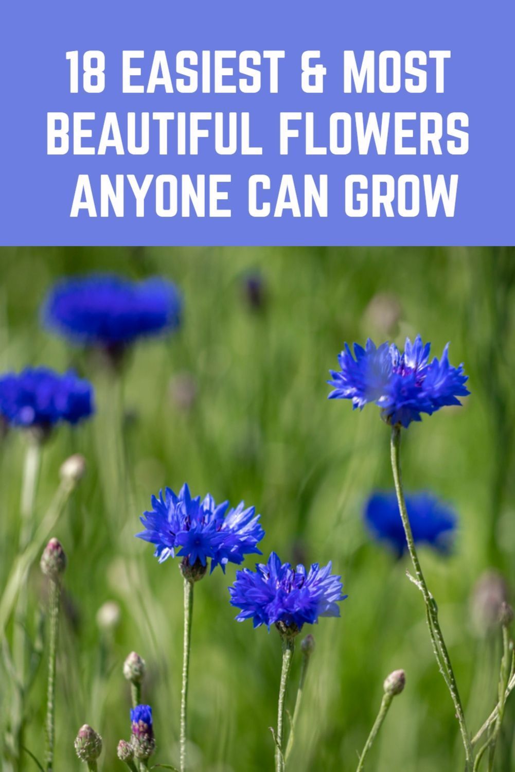 18 Easiest & Most Beautiful Flowers Anyone Can Grow In Their Garden - 18 Easiest & Most Beautiful Flowers Anyone Can Grow In Their Garden -   19 beauty Flowers landscapes ideas