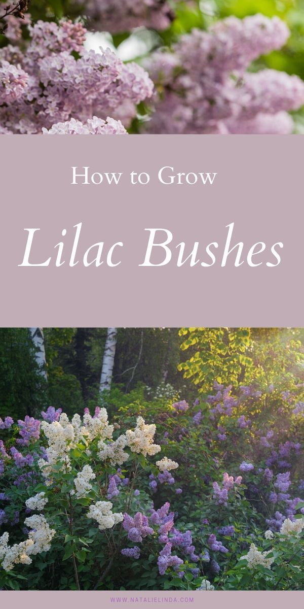 How to Plant and Grow Lilac Bushes - How to Plant and Grow Lilac Bushes -   19 beauty Flowers landscapes ideas