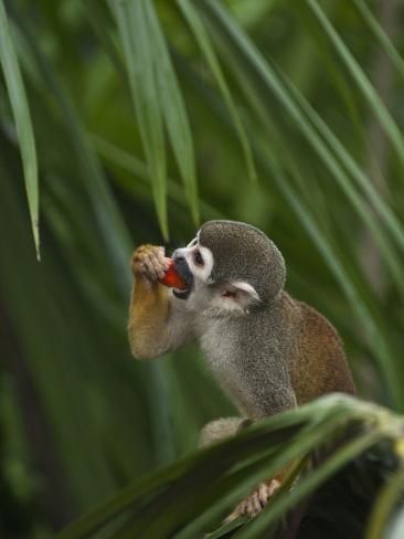 'Common Squirrel Monkey, Amazon Rain Forest, Ecuador' Photographic Print - Pete Oxford | Art.com - 'Common Squirrel Monkey, Amazon Rain Forest, Ecuador' Photographic Print - Pete Oxford | Art.com -   13 beauty Photography rain ideas