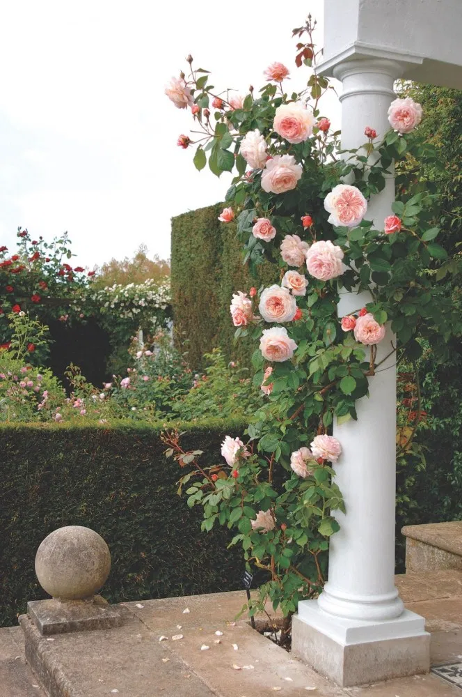 David Austin Roses: Rooted in Tradition - David Austin Roses: Rooted in Tradition -   14 beauty Flowers roses ideas