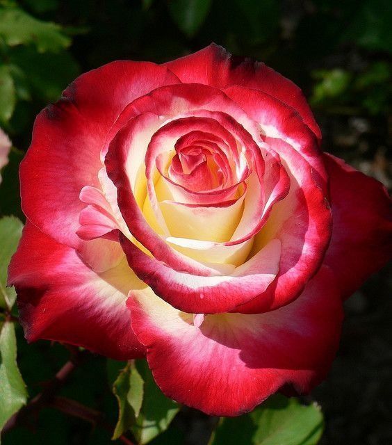 76 Gorgeous Roses You'll Wish You Could Grow ... - 76 Gorgeous Roses You'll Wish You Could Grow ... -   14 beauty Flowers roses ideas