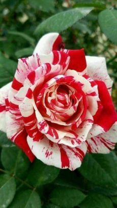 14 beauty Flowers roses ideas