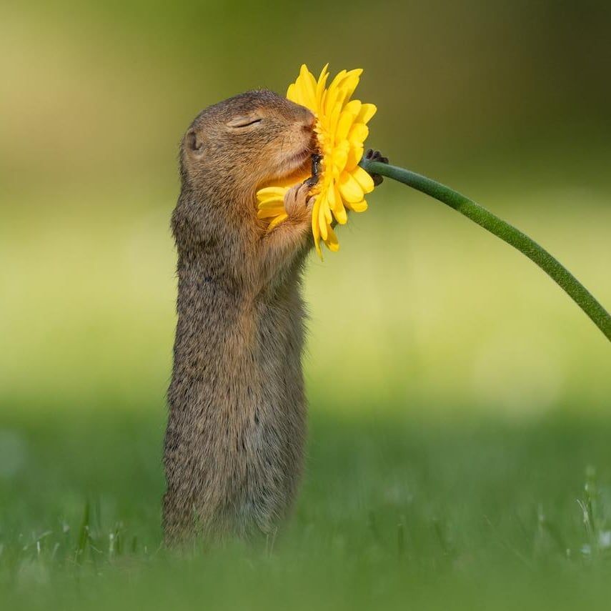 This Photographer Took Pictures of a Squirrel Smelling Flowers, and, Welp, Now I Love Squirrels - This Photographer Took Pictures of a Squirrel Smelling Flowers, and, Welp, Now I Love Squirrels -   14 beauty Pictures of life ideas