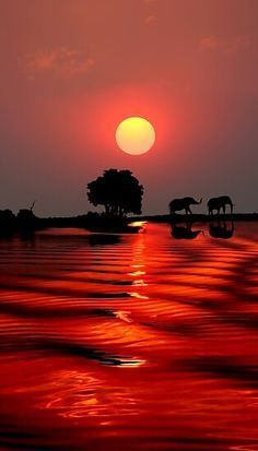 'SUNSET WITH ELEPHANTS - BOTSWANA' Poster by Michael Sheridan - 'SUNSET WITH ELEPHANTS - BOTSWANA' Poster by Michael Sheridan -   14 beauty Pictures of life ideas