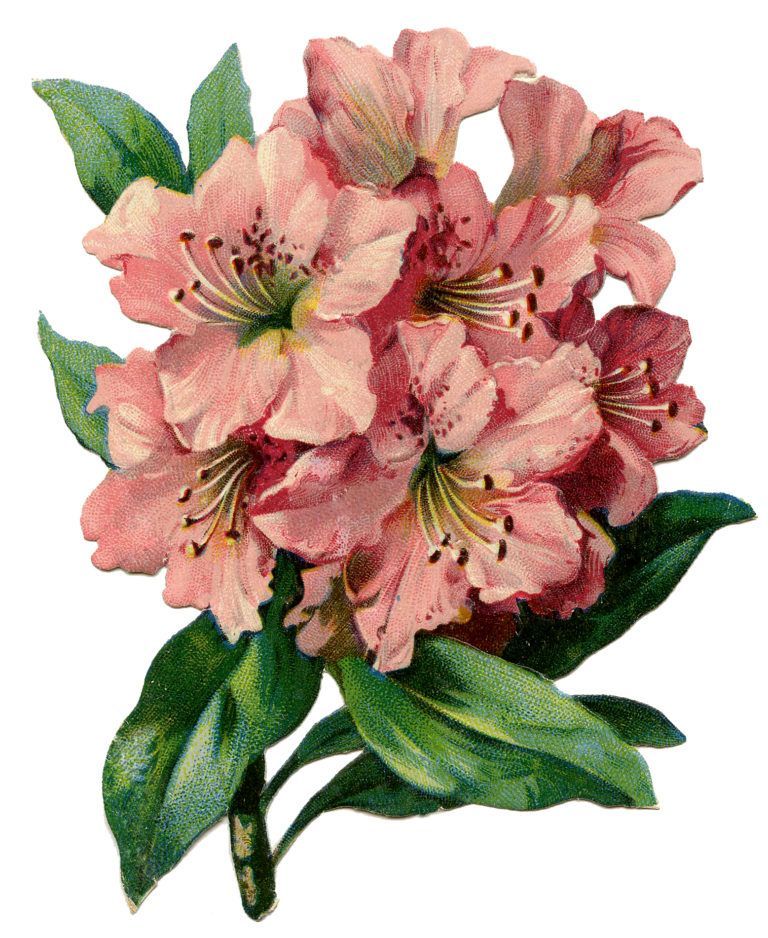 5 Rhododendron Images - Beautiful Flowers! - 5 Rhododendron Images - Beautiful Flowers! -   16 beauty Flowers illustration ideas
