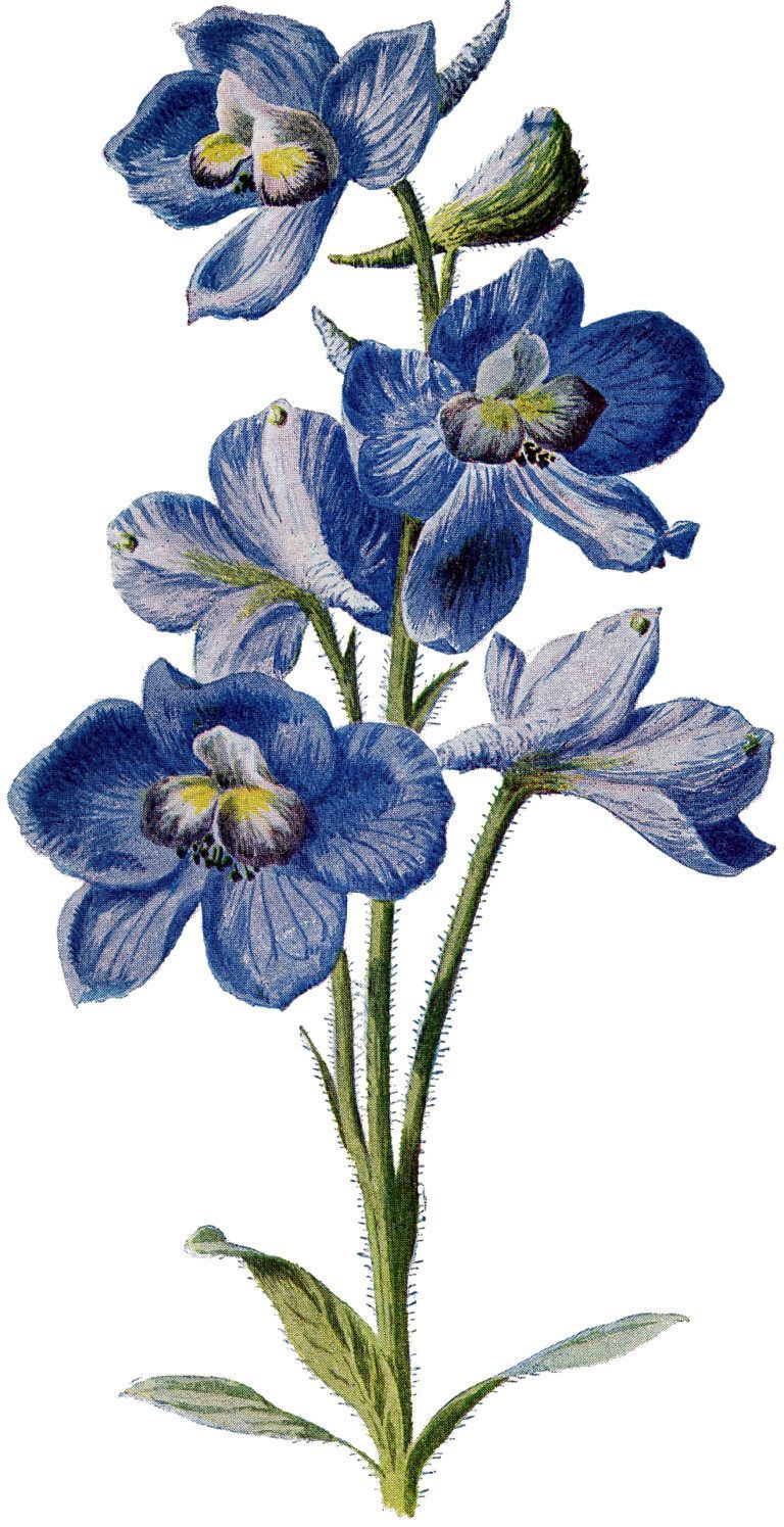 9 Circa 1905 Garden Flower Illustrations - Updated - 9 Circa 1905 Garden Flower Illustrations - Updated -   16 beauty Flowers illustration ideas