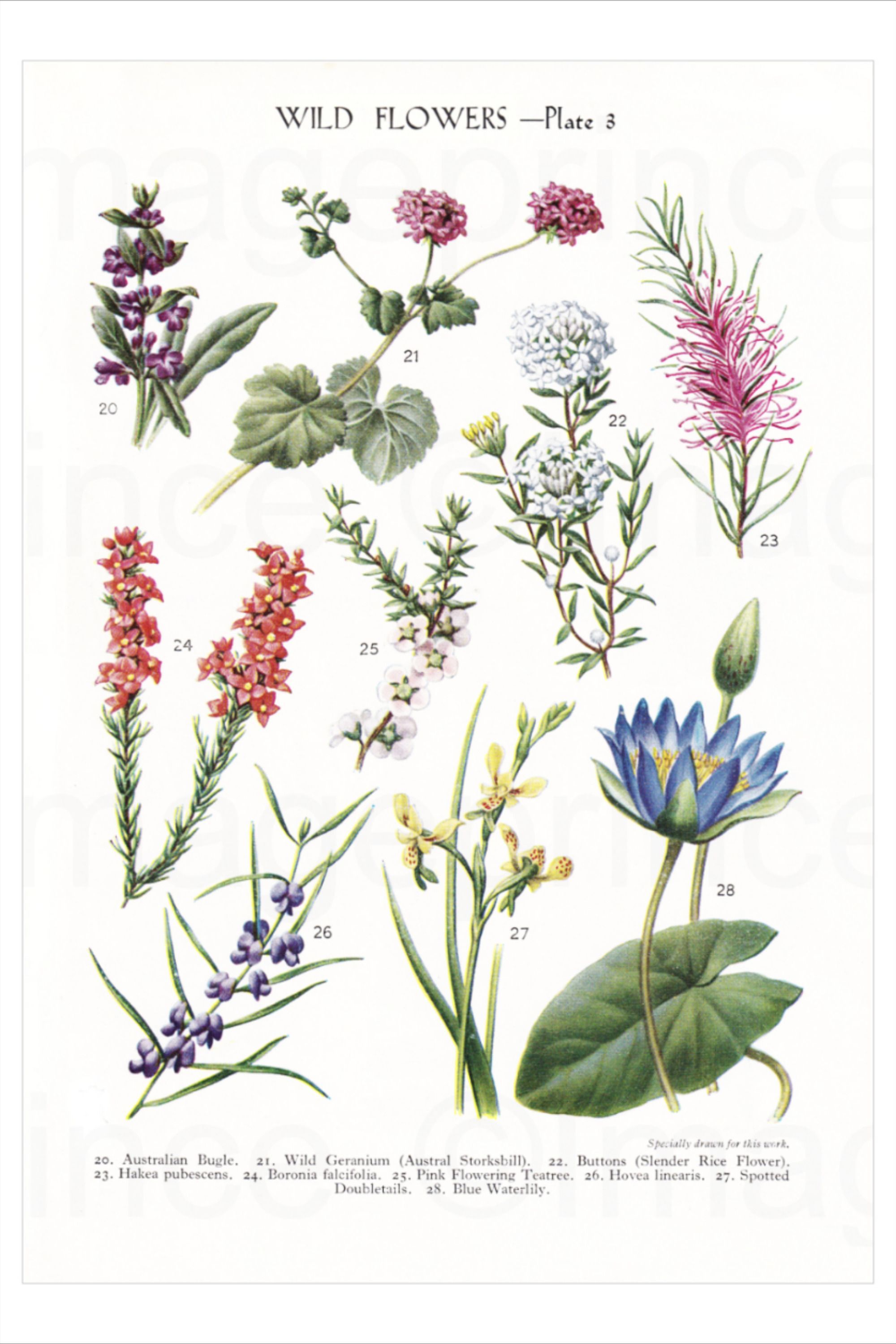 Wild flowers from Australia - vintage illustrations - Wild flowers from Australia - vintage illustrations -   16 beauty Flowers illustration ideas