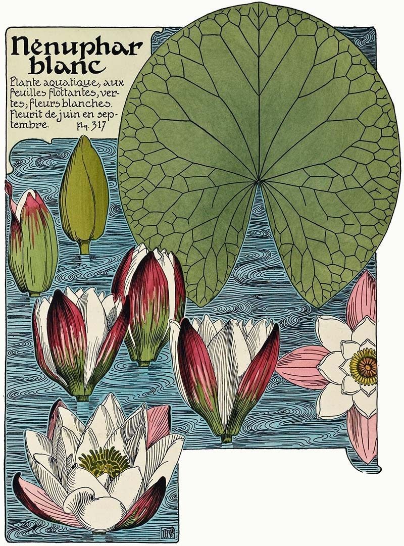 Beautiful Free Art Nouveau Flower Prints To Download - Picture Box Blue - Beautiful Free Art Nouveau Flower Prints To Download - Picture Box Blue -   16 beauty Flowers illustration ideas