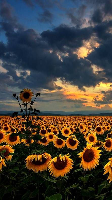Download Sunflower Wallpaper Android - Download Sunflower Wallpaper Android -   16 beauty Wallpaper for phone ideas