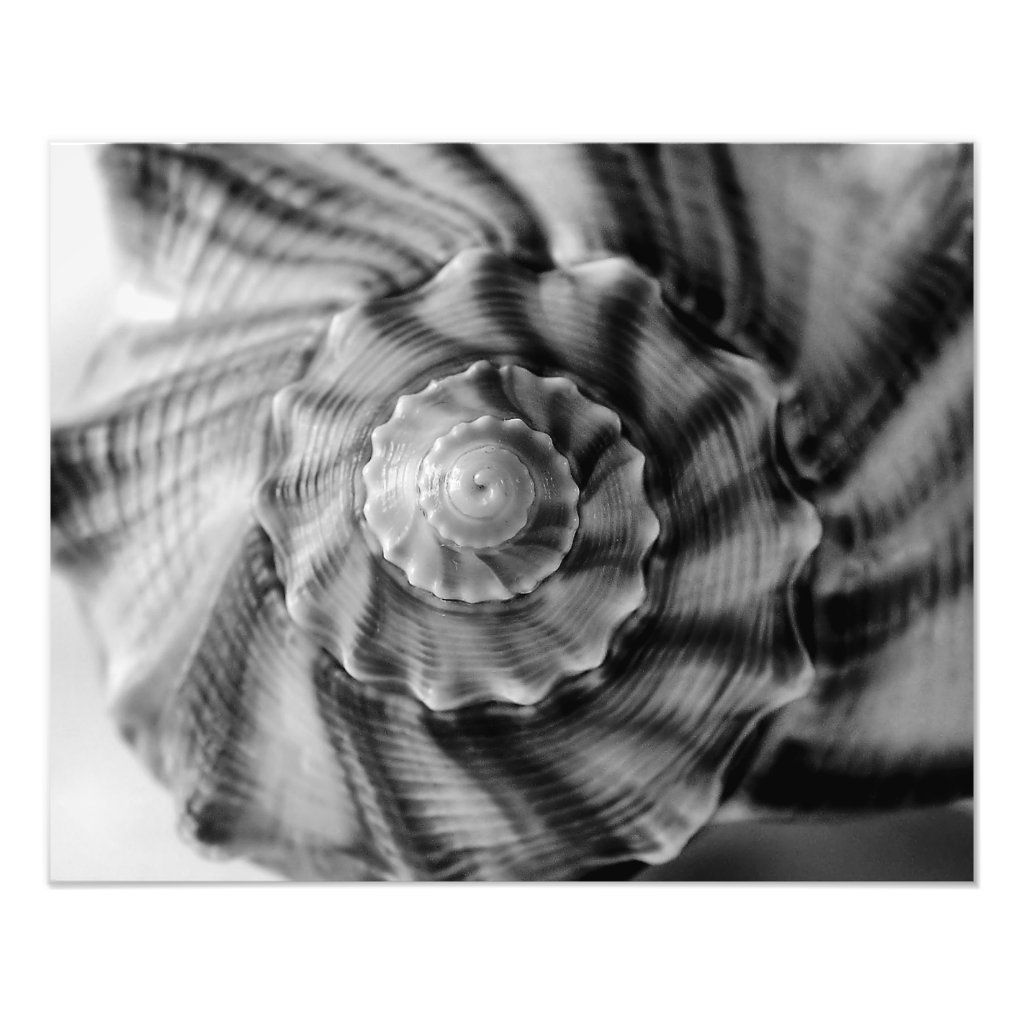 Spiral Shell, Black and White Photo Print - Spiral Shell, Black and White Photo Print -   19 beauty Photography black and white ideas