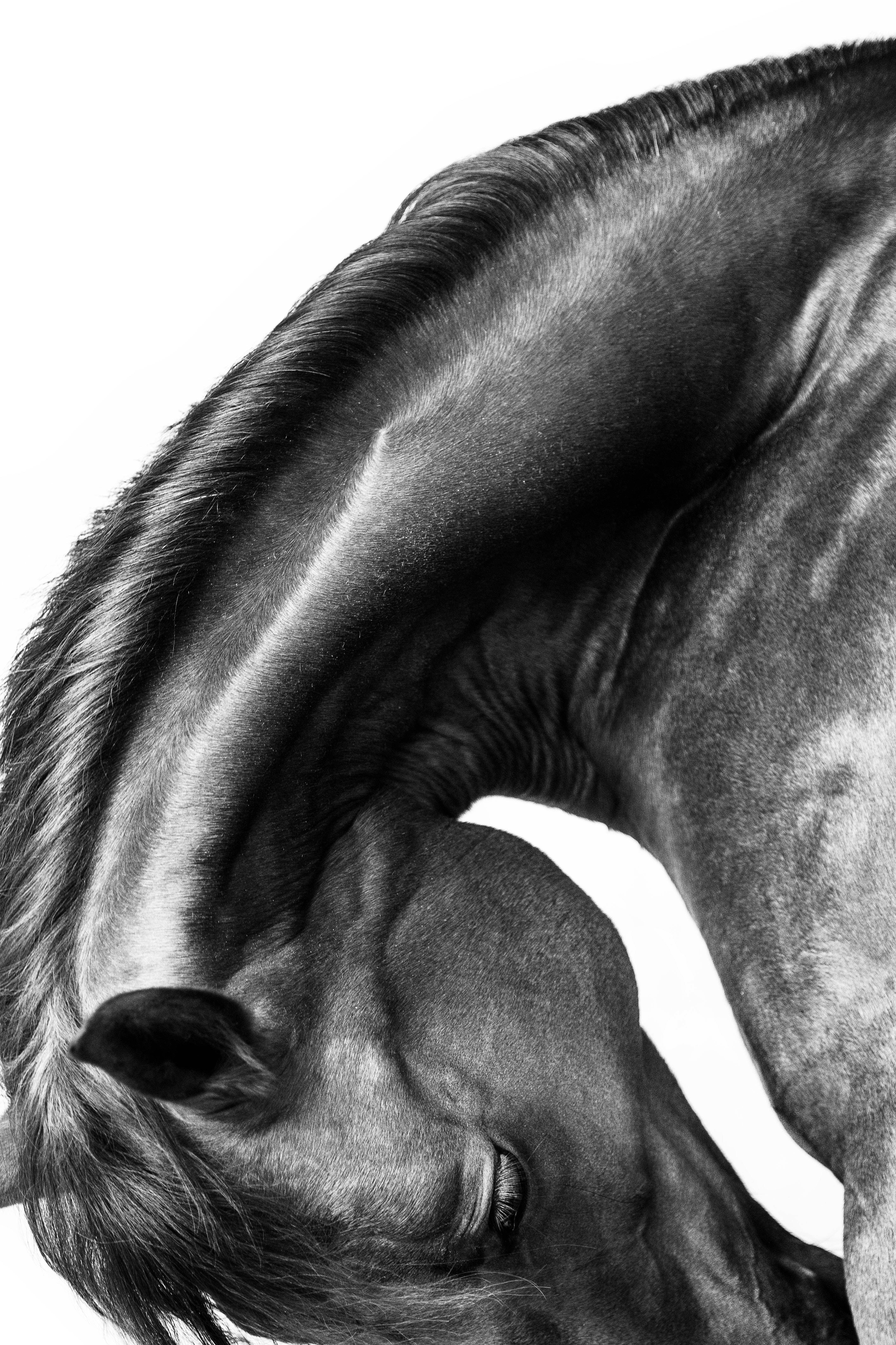 Power | Florida Equine Portrait Photographer | Nicole Schultz Photography - Power | Florida Equine Portrait Photographer | Nicole Schultz Photography -   19 beauty Photography black and white ideas
