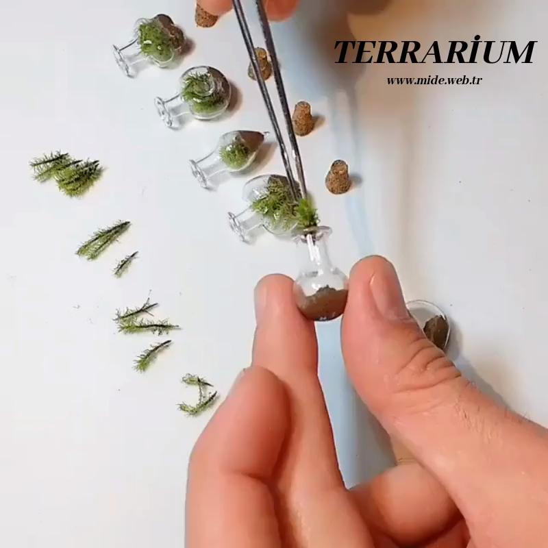 Terrarium Diy - Terrarium Diy -   21 diy Videos garden ideas