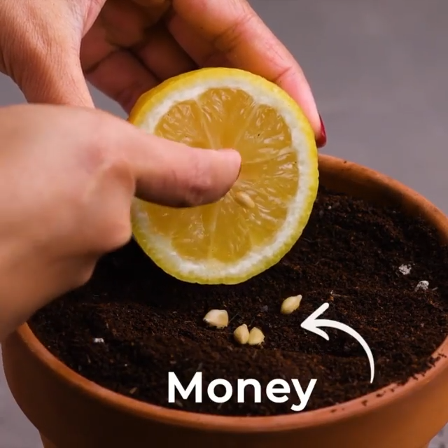 If it doesn't make you money, it doesn't make cents! - If it doesn't make you money, it doesn't make cents! -   21 diy Videos garden ideas
