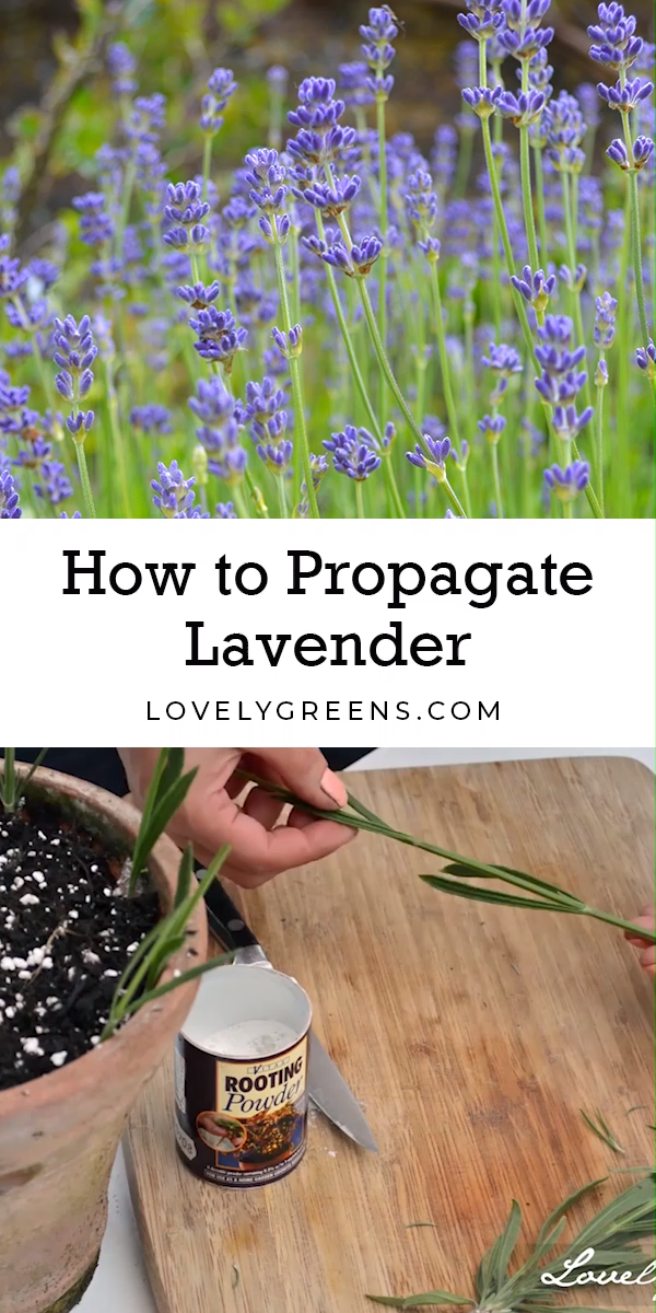 Plants for Free: How to Propagate Lavender from Cuttings - Plants for Free: How to Propagate Lavender from Cuttings -   21 diy Videos garden ideas