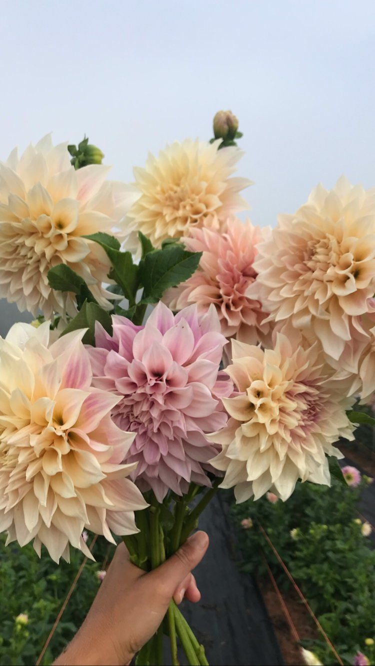 Tried & True Favorite Dahlia Varieties — Flourish Flower Farm - Tried & True Favorite Dahlia Varieties — Flourish Flower Farm -   22 beauty Flowers dahlias ideas