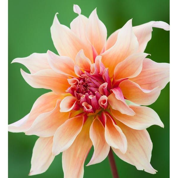 22 beauty Flowers dahlias ideas