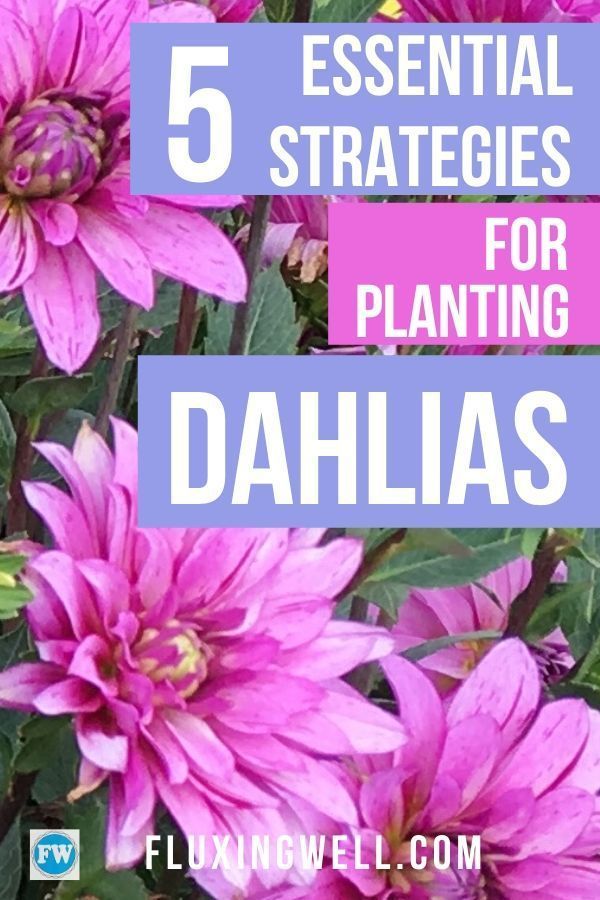Planting Dahlias: Easy Tips For Success - Planting Dahlias: Easy Tips For Success -   22 beauty Flowers dahlias ideas