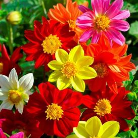 22 beauty Flowers dahlias ideas