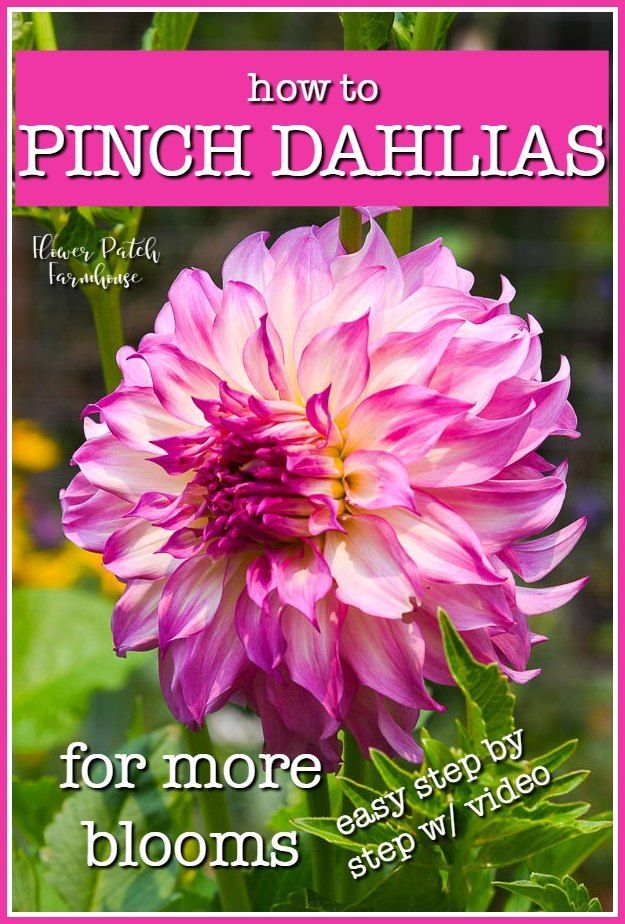 How to Pinch Dahlias for more Blooms - How to Pinch Dahlias for more Blooms -   22 beauty Flowers dahlias ideas