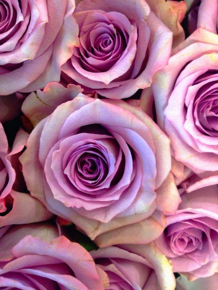 Beautiful Roses - Beautiful Roses -   14 beauty Background flowers ideas
