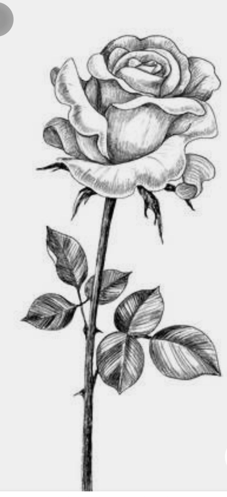 Rose?? - Rose?? -   16 beauty Drawings of flowers ideas