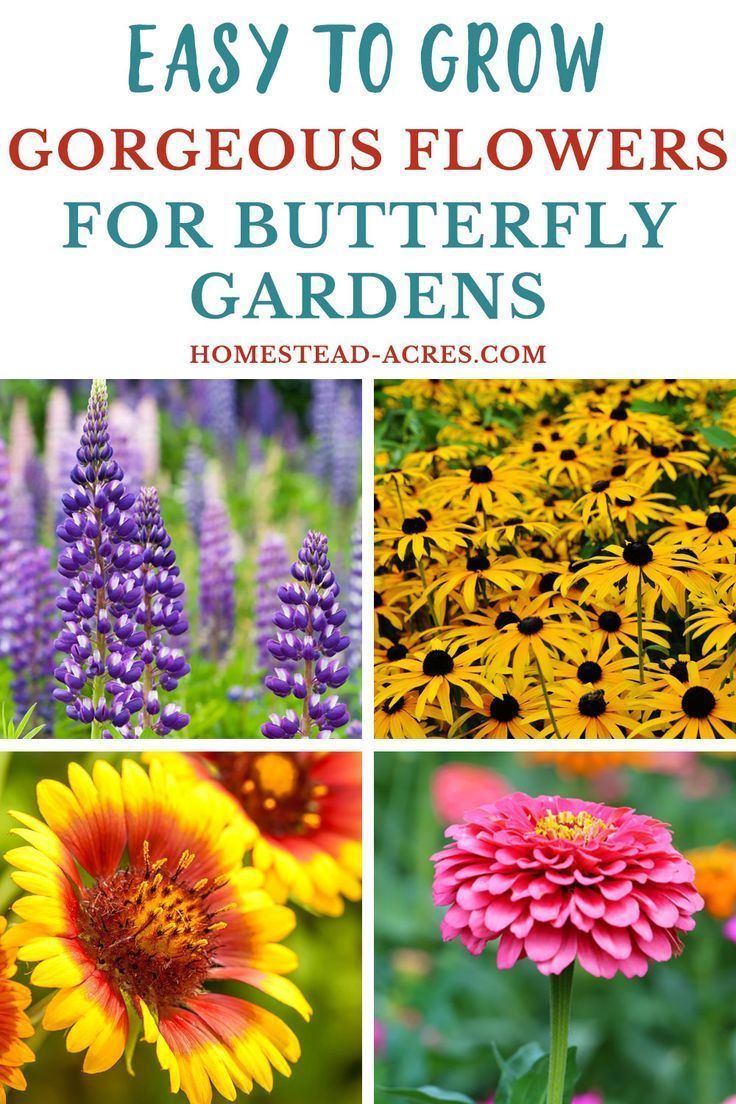 19 Best Flowers For Butterfly Gardens - Homestead Acres - 19 Best Flowers For Butterfly Gardens - Homestead Acres -   16 beauty Flowers butterflies ideas