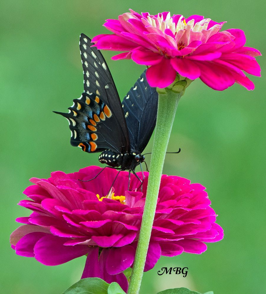 16 beauty Flowers butterflies ideas