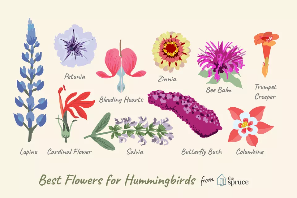 Discover the Top 10 Flowers for Attracting Hummingbirds - Discover the Top 10 Flowers for Attracting Hummingbirds -   16 beauty Flowers butterflies ideas