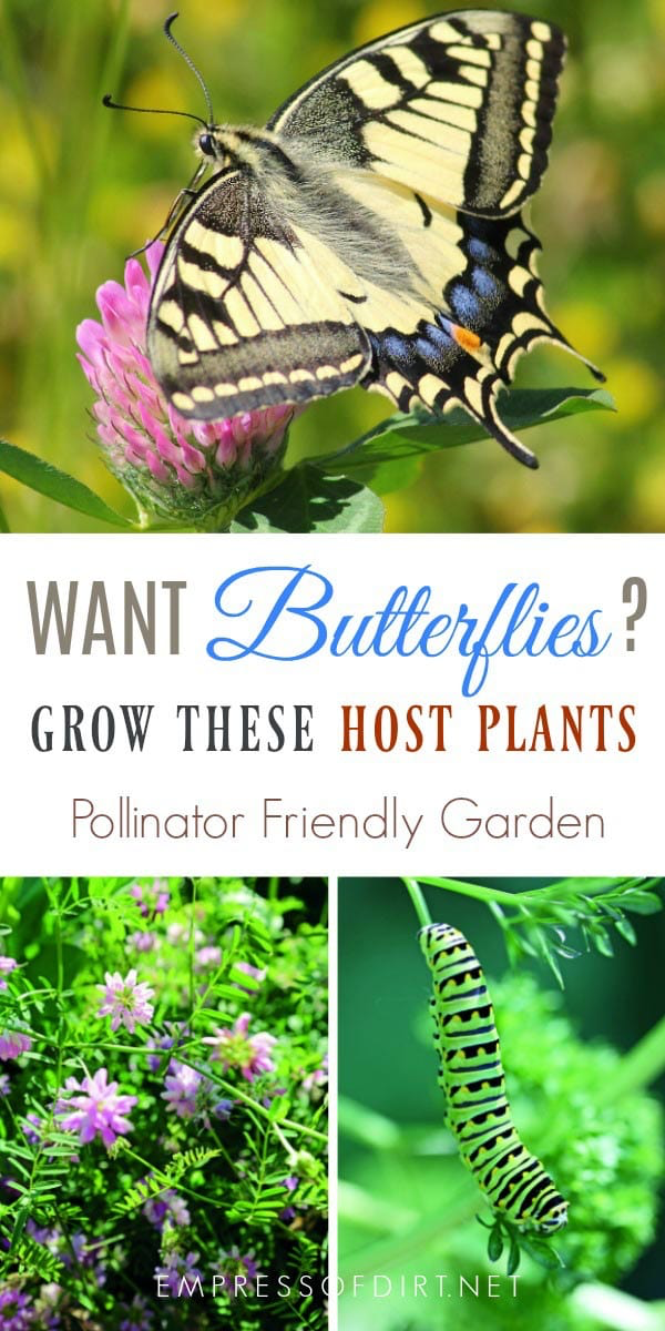 60 Plants Butterflies Must Have to Survive | Empress of Dirt - 60 Plants Butterflies Must Have to Survive | Empress of Dirt -   16 beauty Flowers butterflies ideas
