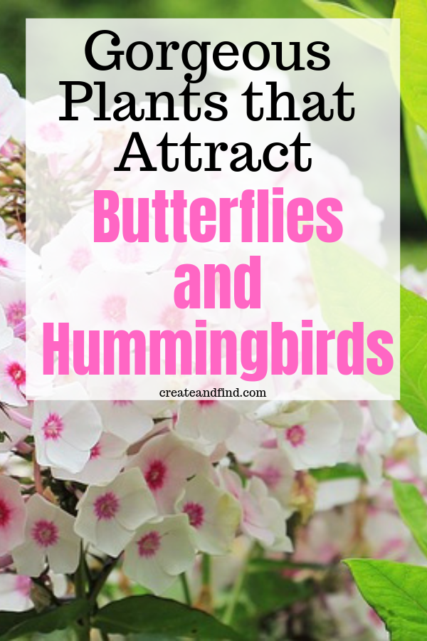Plants that Attract Butterflies and Hummingbirds - Plants that Attract Butterflies and Hummingbirds -   16 beauty Flowers butterflies ideas
