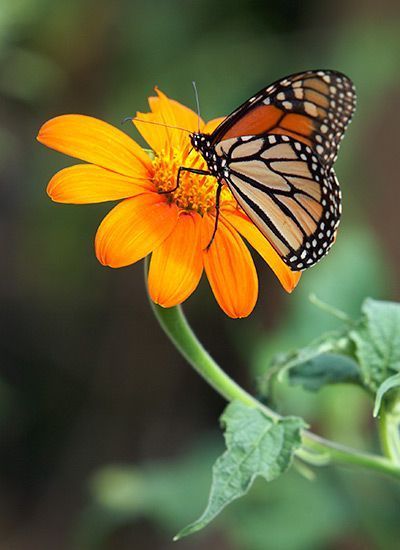 16 beauty Flowers butterflies ideas