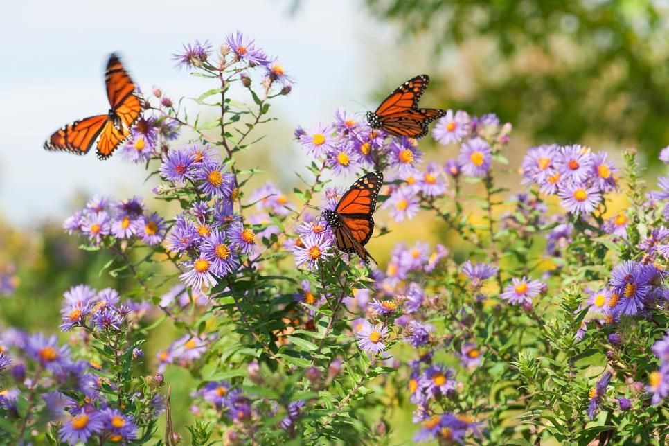 Butterfly Garden Flowers - Butterfly Garden Flowers -   16 beauty Flowers butterflies ideas