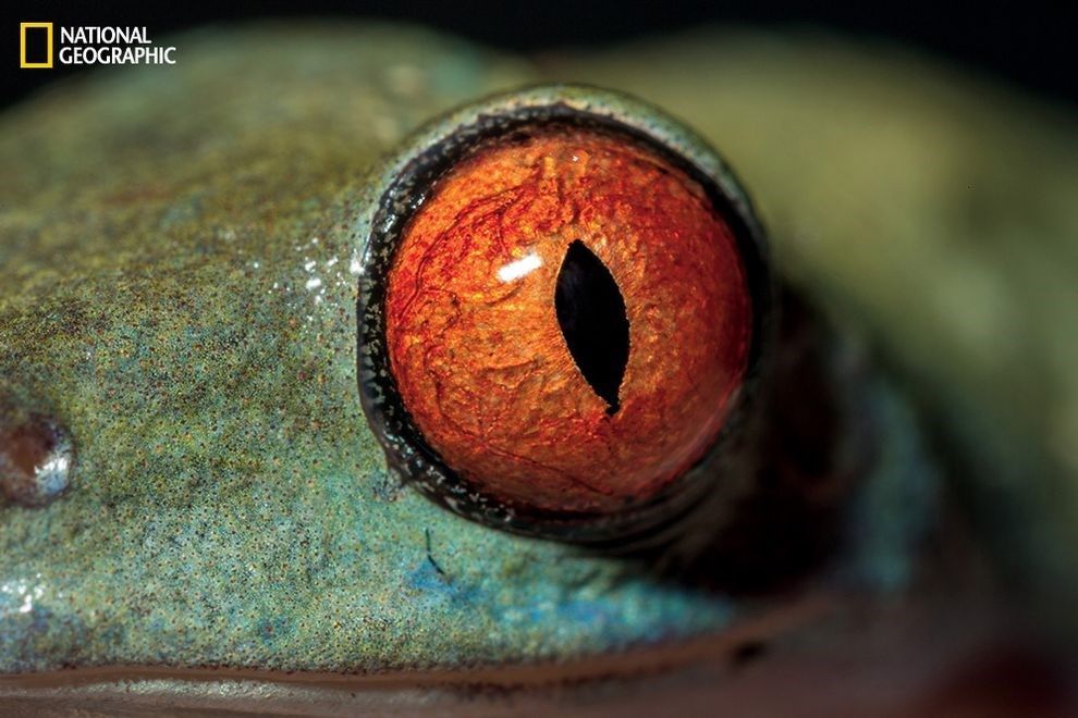 10 Incredible Close Up Photos Of Animal Eyes - 10 Incredible Close Up Photos Of Animal Eyes -   beauty Animals eyes